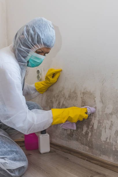 Best Forensic Mold Investigation  in Colon, MI