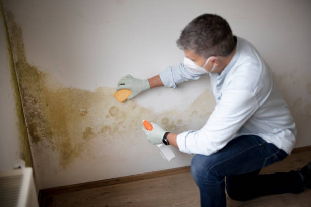 Best Crawl Space Mold Remediation  in Colon, MI