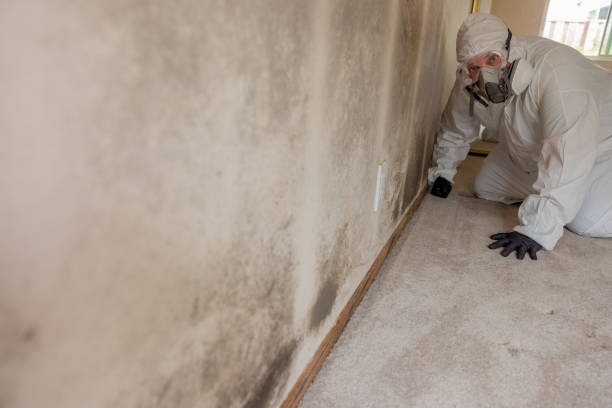 Best Mold Removal for HVAC Installations  in Colon, MI